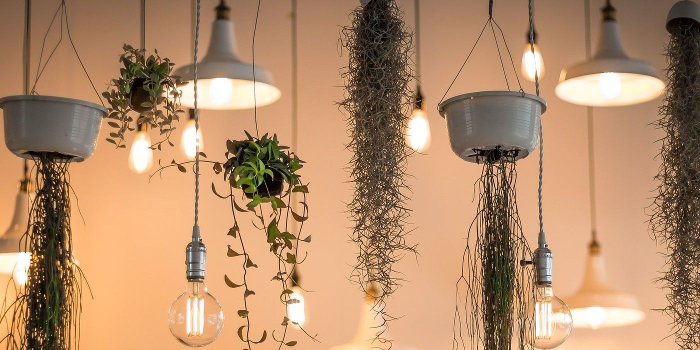 5 Low Light Hanging Plants To Grow In Your Home