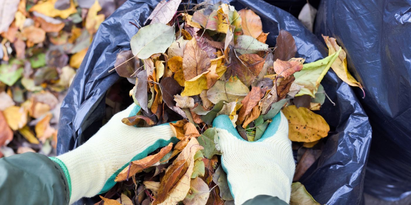 Make Your Own Leaf Mold