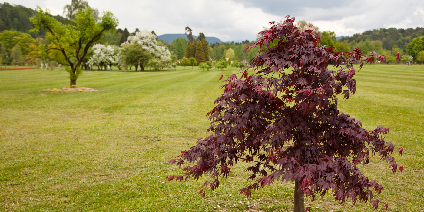 8 Japanese Maple Tree Care Growing Tips 8-japanese-maple-tree-care-growing-tips