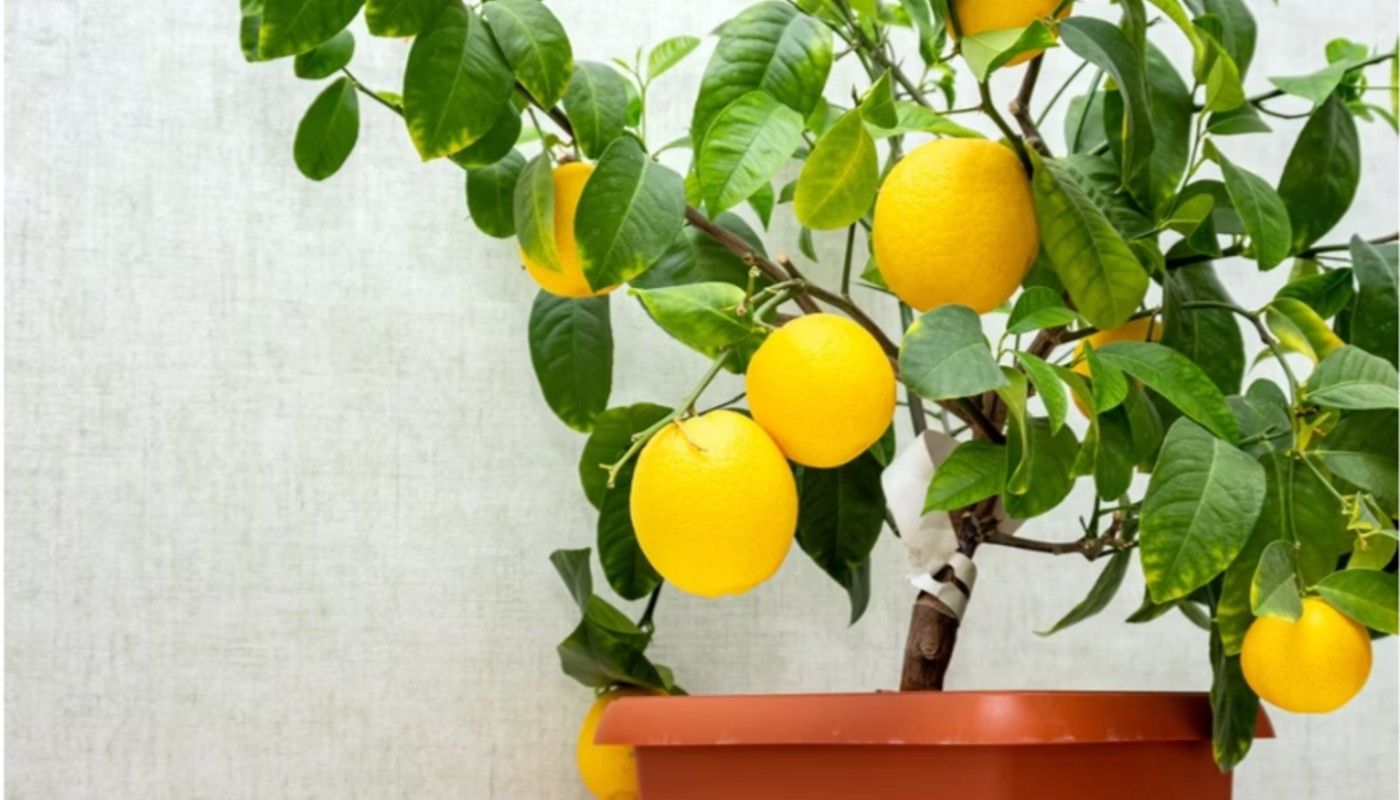 How to Fertilize Meyer Lemon Trees