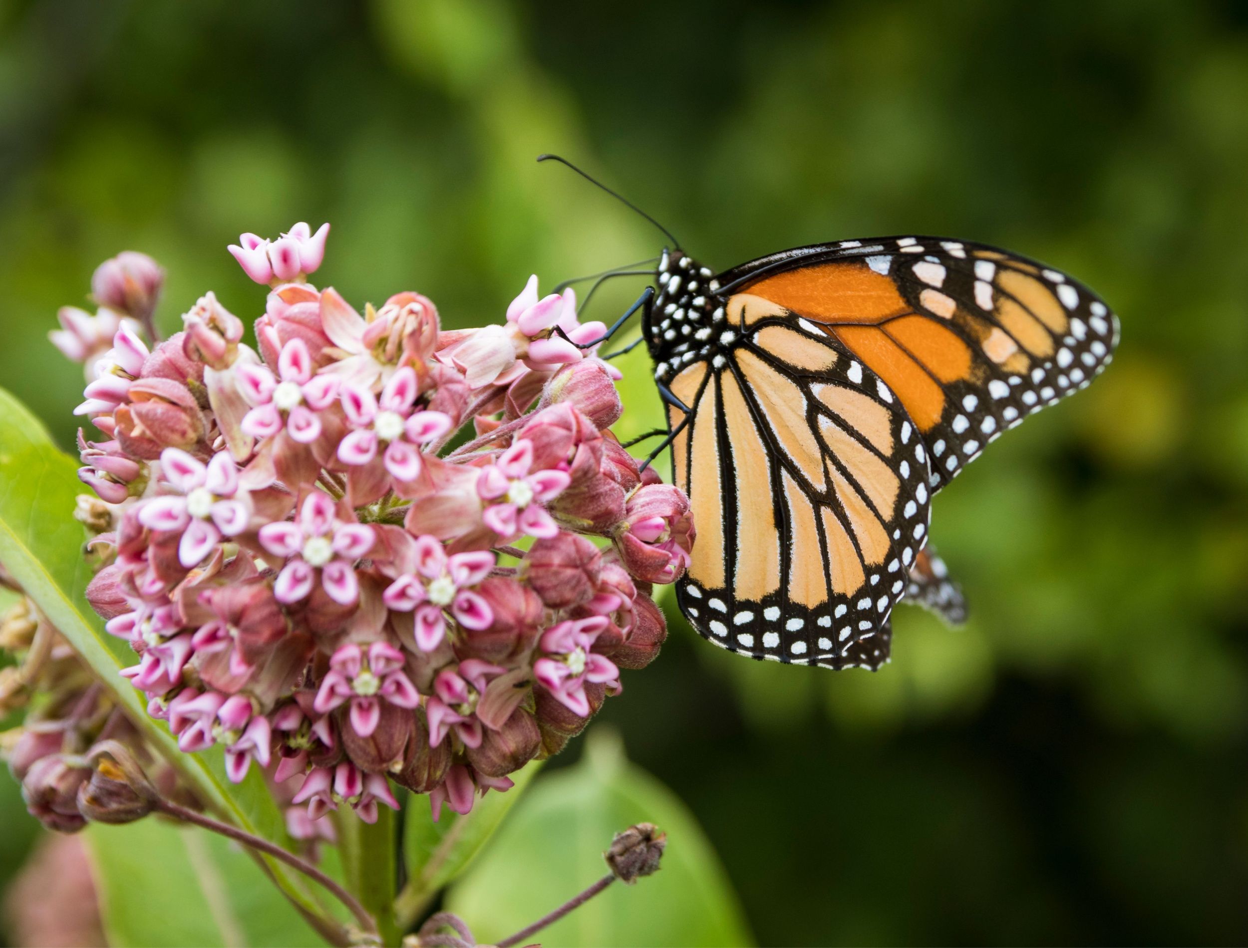 How to Choose and Grow the Milkweed Plant - MilkweeD AnD Monarch Butterfly