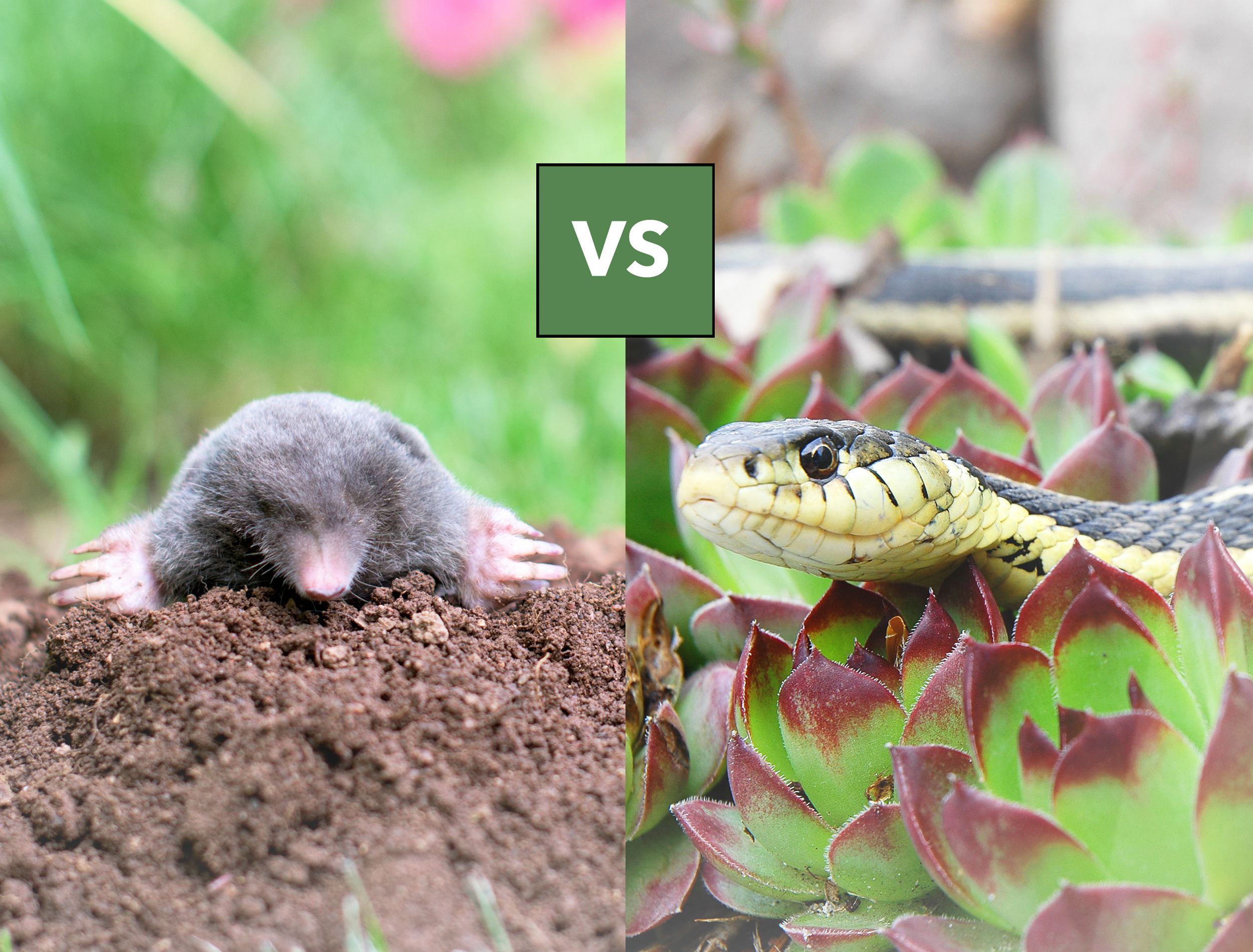 Learn the Difference Between Mole and Snake Holes