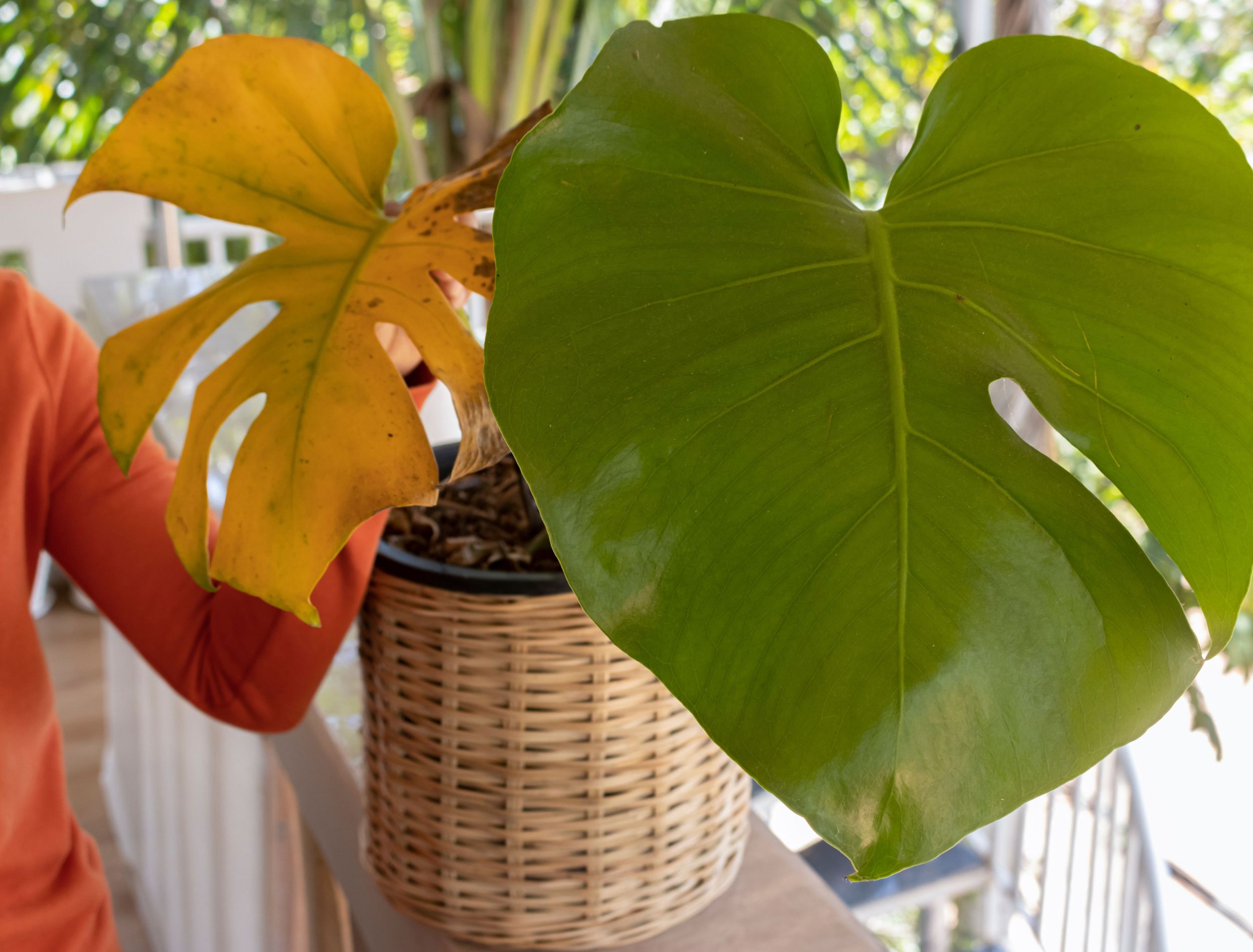 Monstera Leaves Turning Yellow 6 Reasons and Solutions