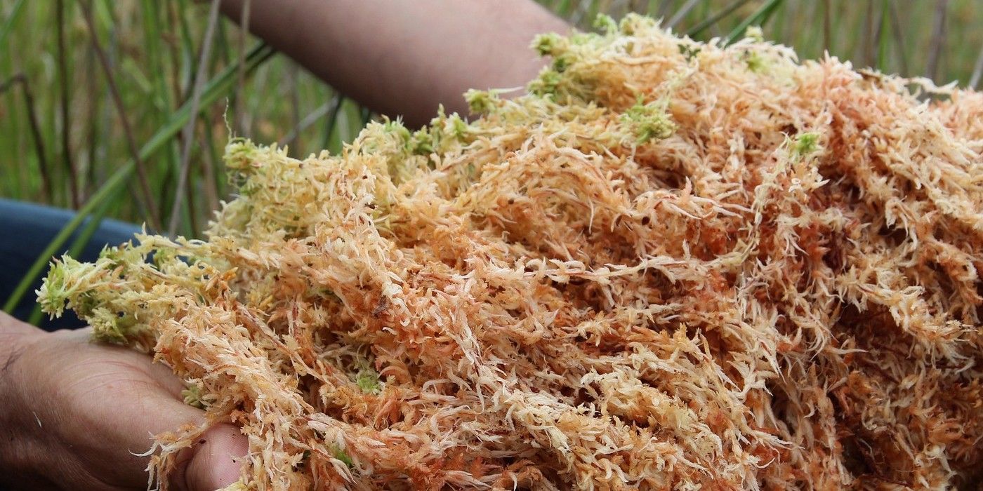 8 Best Organic Mulches for Winterizing Peonies