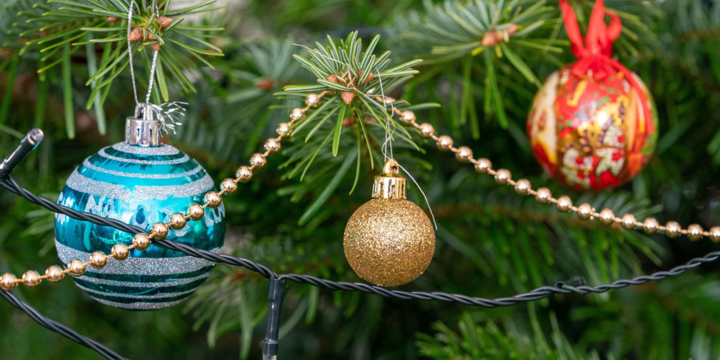 Traditional Christmas Flowers and Plants Discover the 6 Best