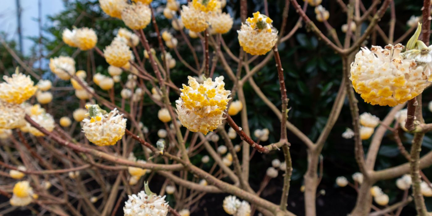 Fragrant Evergreen Shrubs To Make Your Landscape Smell Amazing