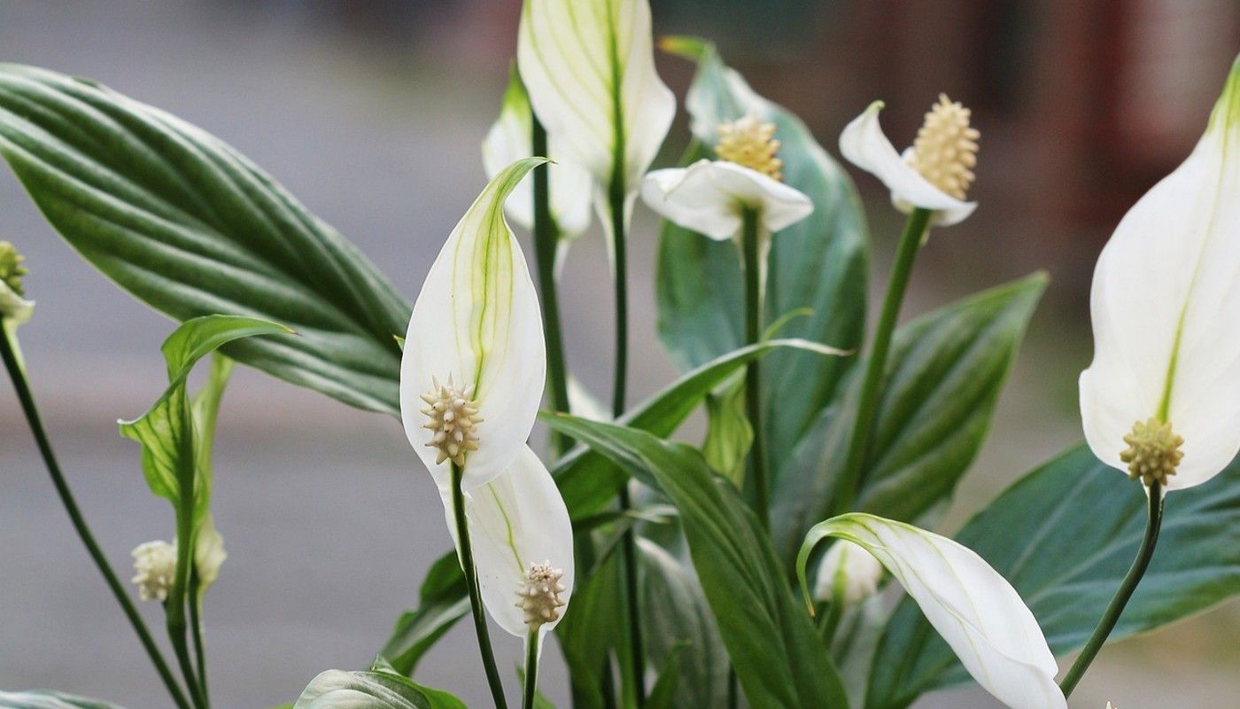 peace lily blooms up close
