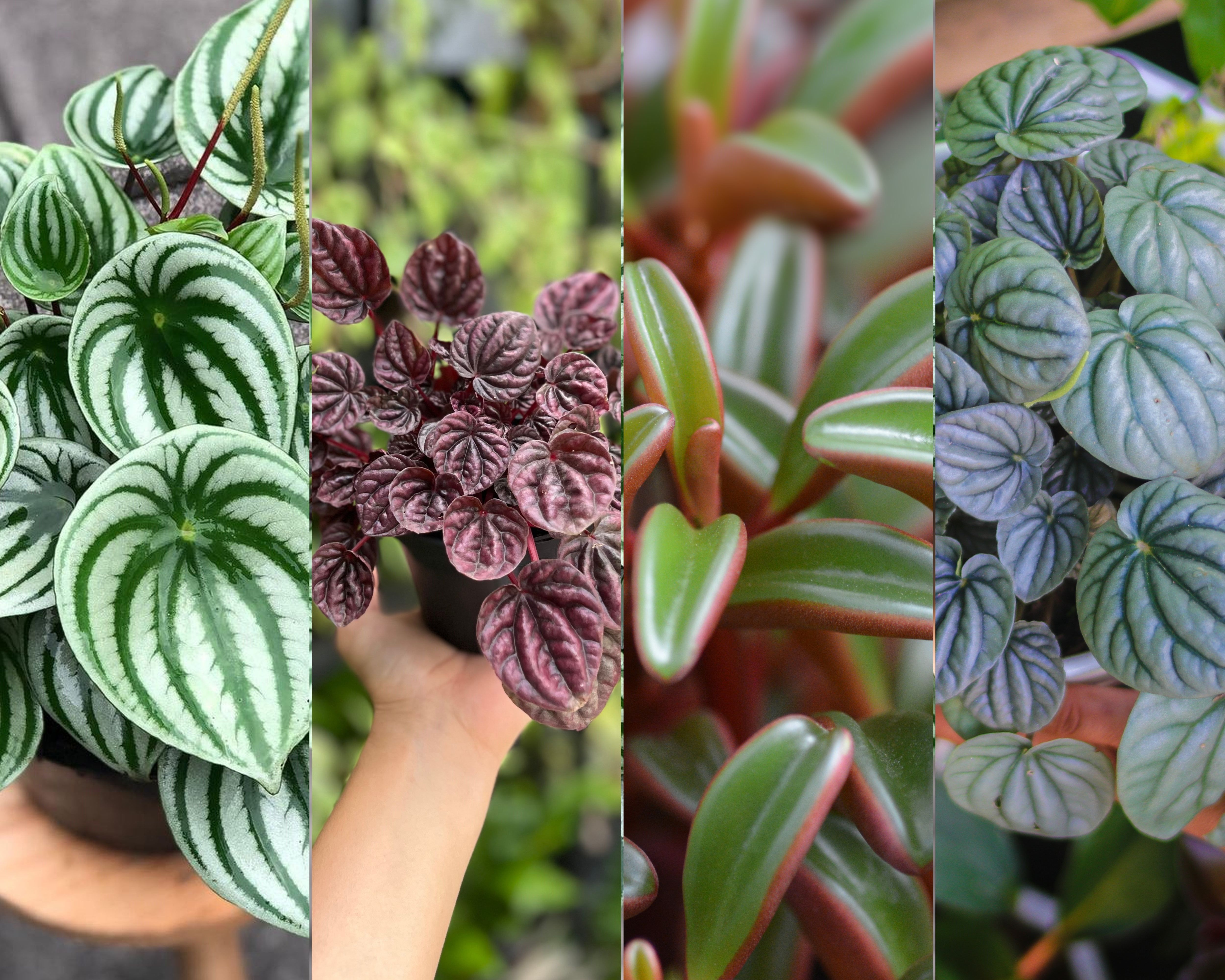 The Best Peperomia Plants to Grow in Your Home - Peperomia Plant Varieties