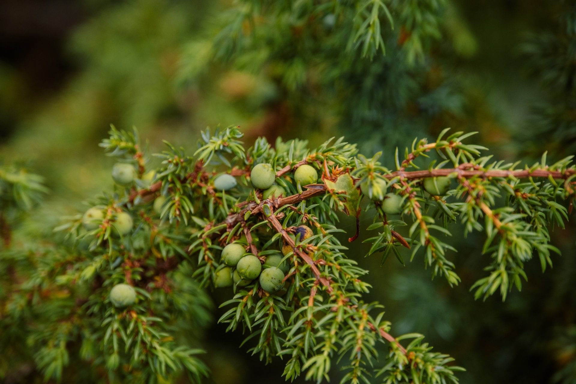 Discover 7 Captivating Creeping Juniper Varieties