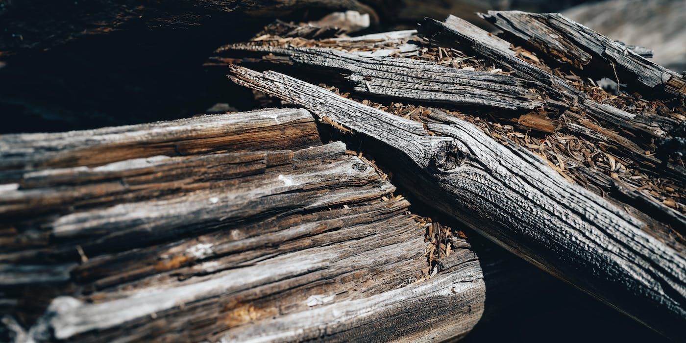 Avoid Burning These Types of Wood in Your Fireplace