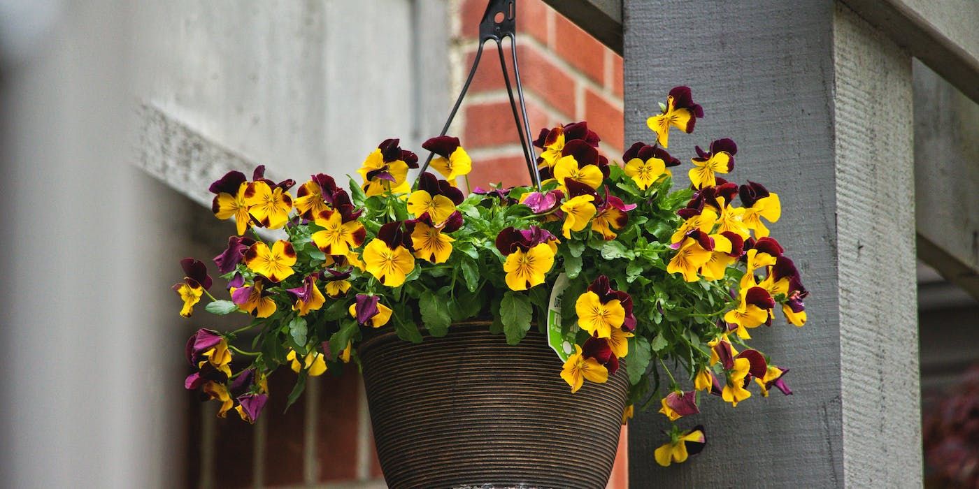 pansy flowers hanging in a pot