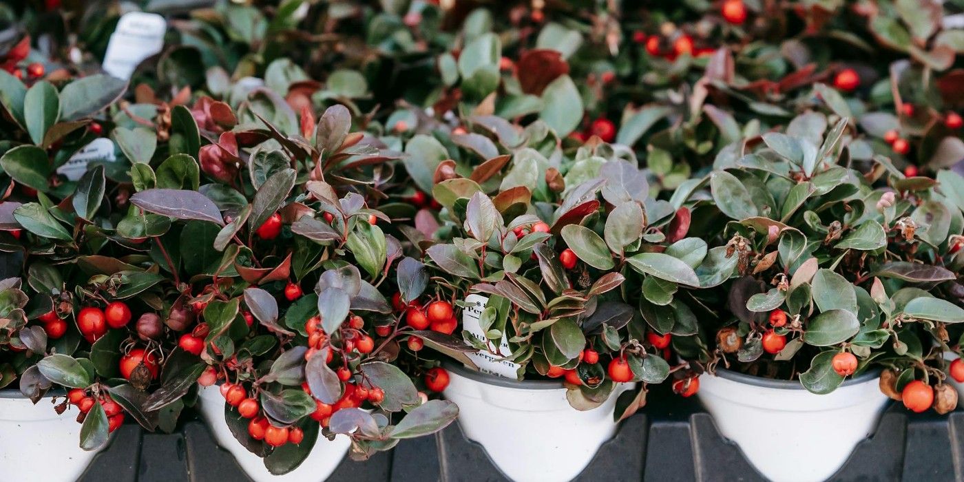 wintergreen plants with red berries