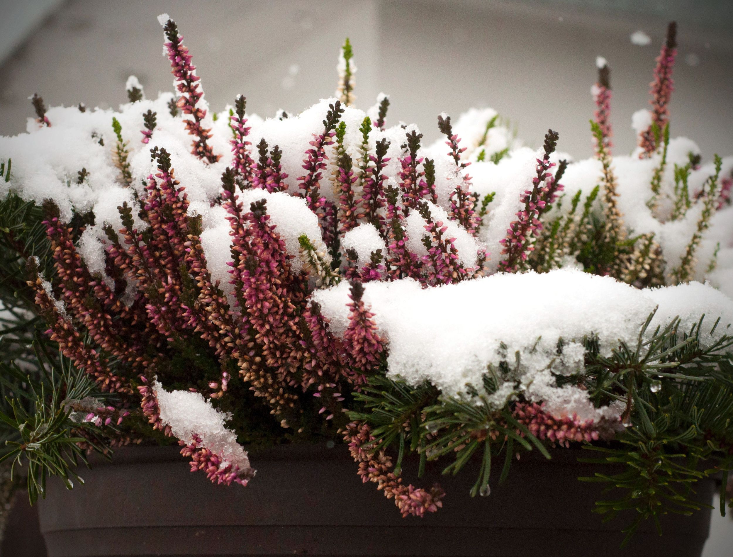 Pink heather flower growing in plastic pot, outdoors on terrace in winter, covered with white frost