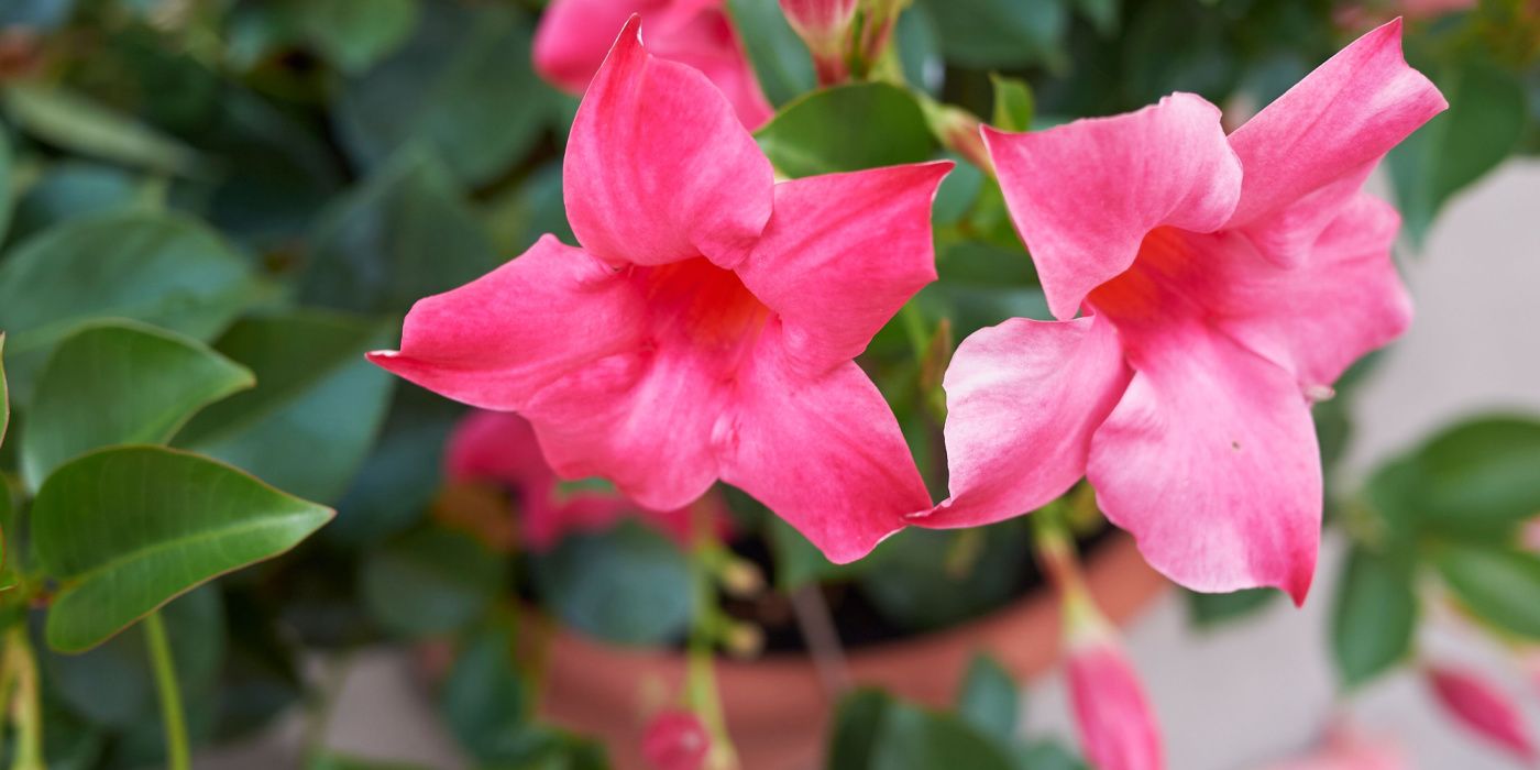6 Great Care Tips for Indoor Mandevilla Care