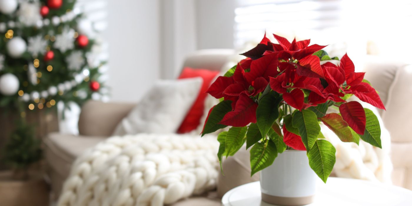 Traditional Christmas Flowers and Plants Discover the 6 Best