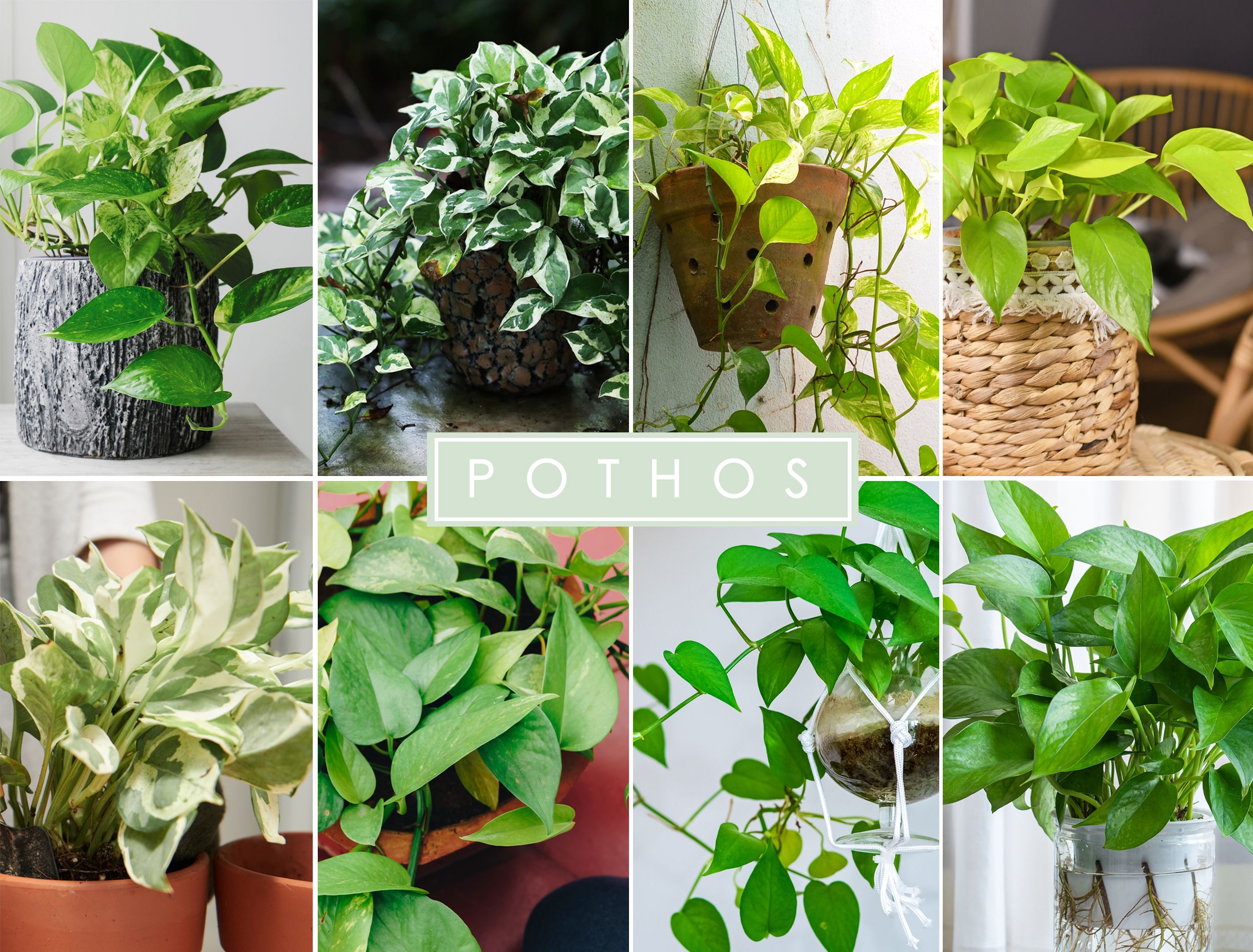 6 Popular Types of Pothos: Care Guide