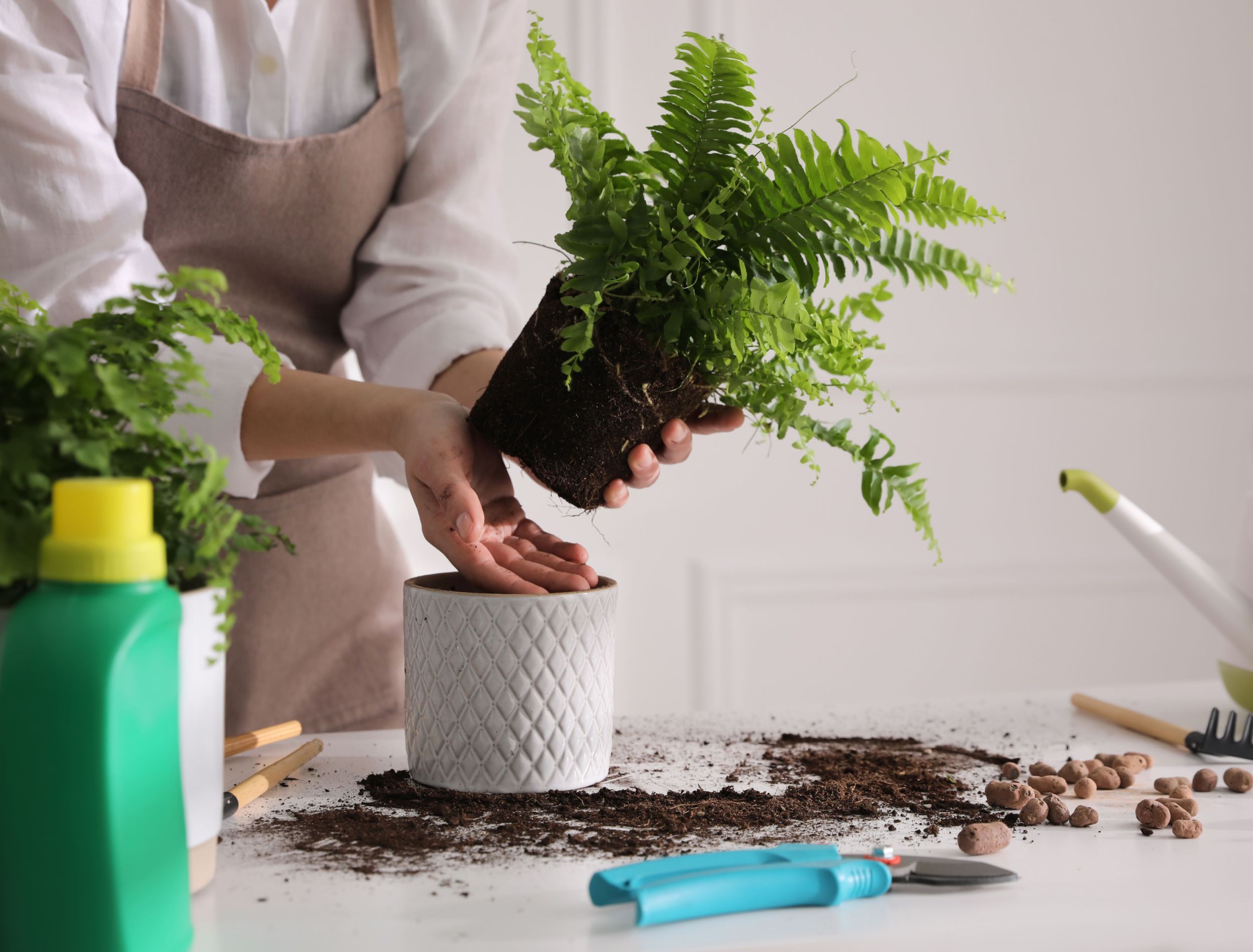 Boston Fern Propagation Using 3 Methods