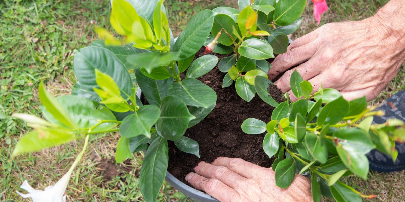6 Great Care Tips for Indoor Mandevilla Care