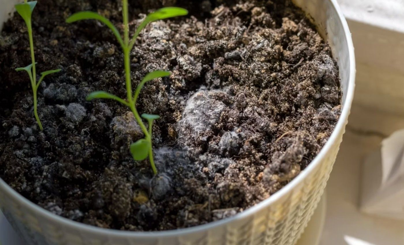 potting soil with mold growing