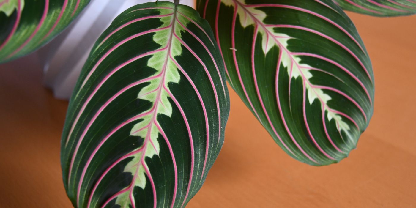 How To Prune a Prayer Plant In 4 Quick Steps