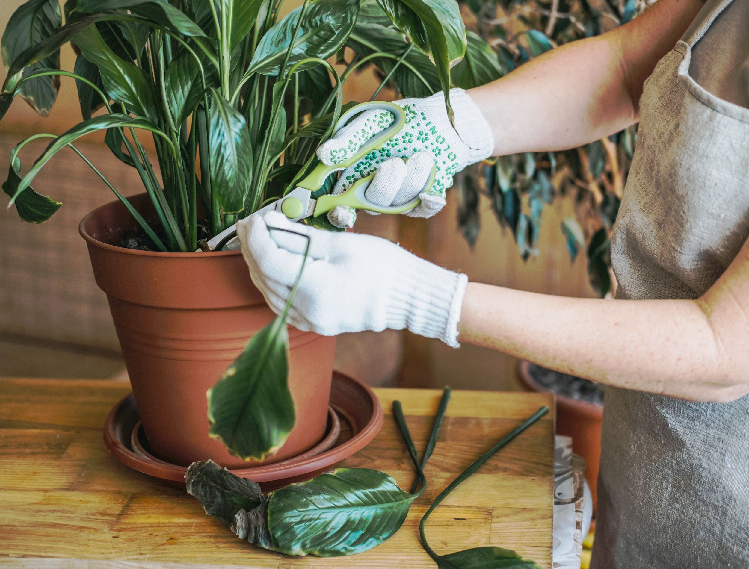 Prune Your Peace Lily