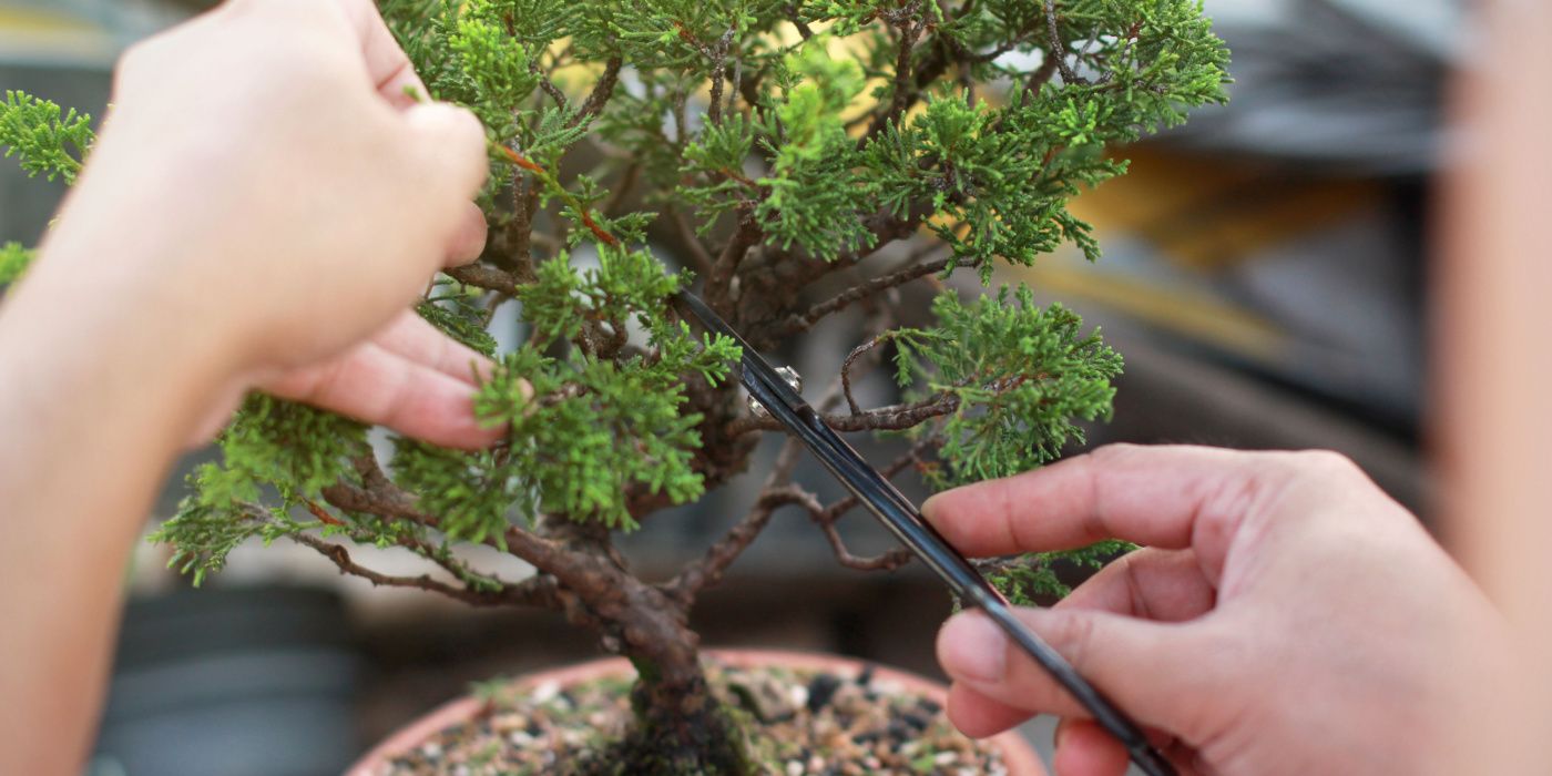 pruning bonsai tree