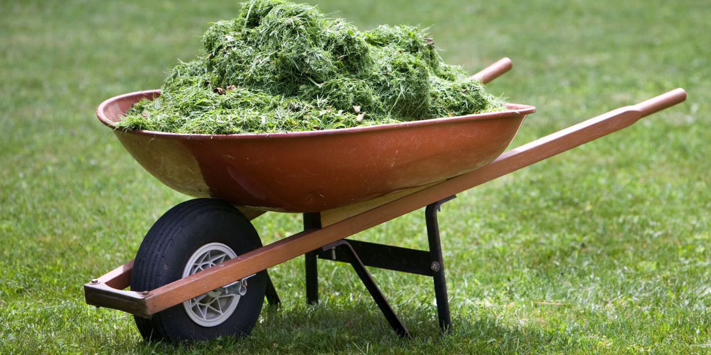 Red steel wheelbarrow carrying grass clippings