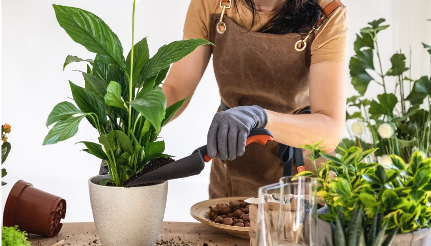 repotting a peace lily plant