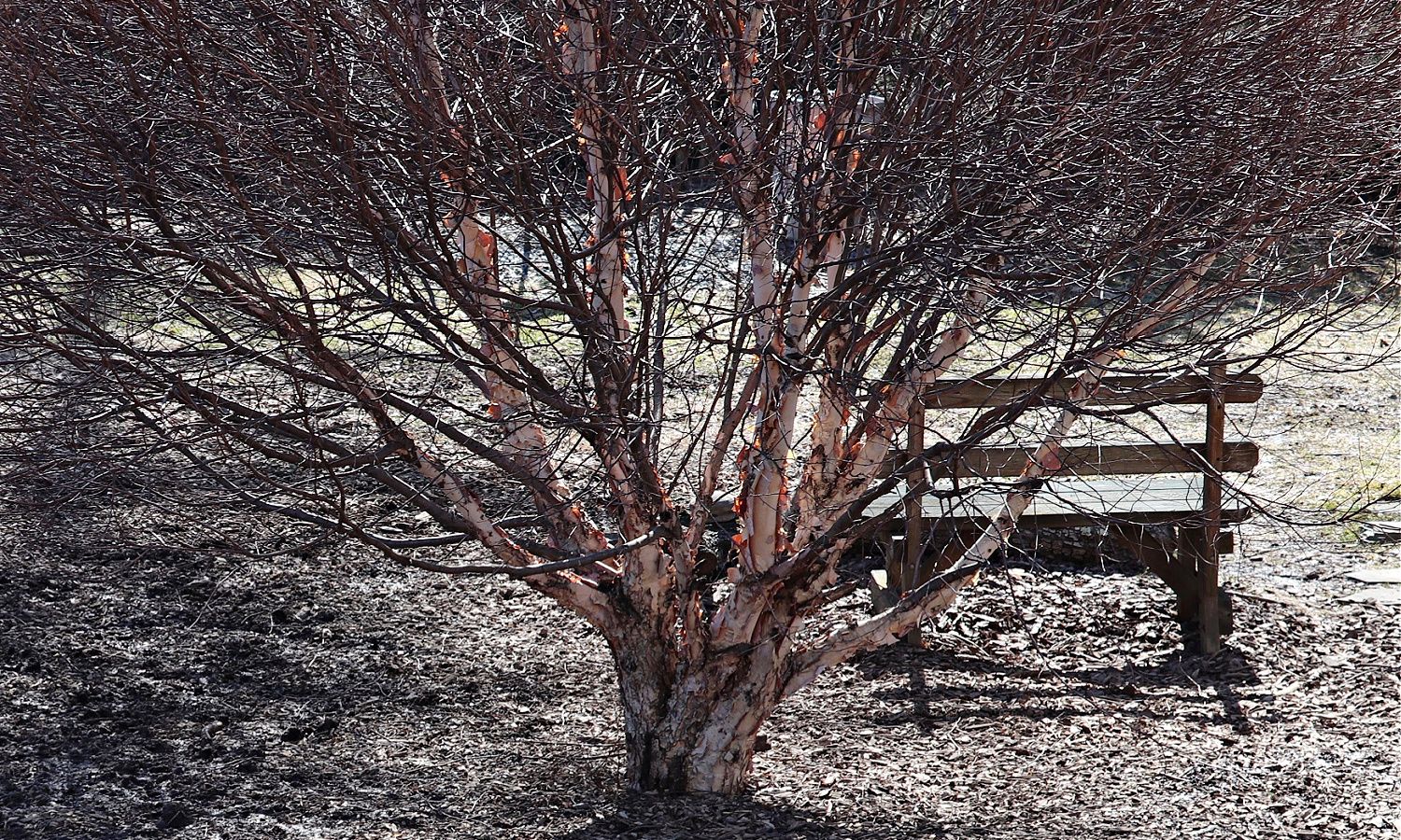 River Birch Tree Pruning Guide