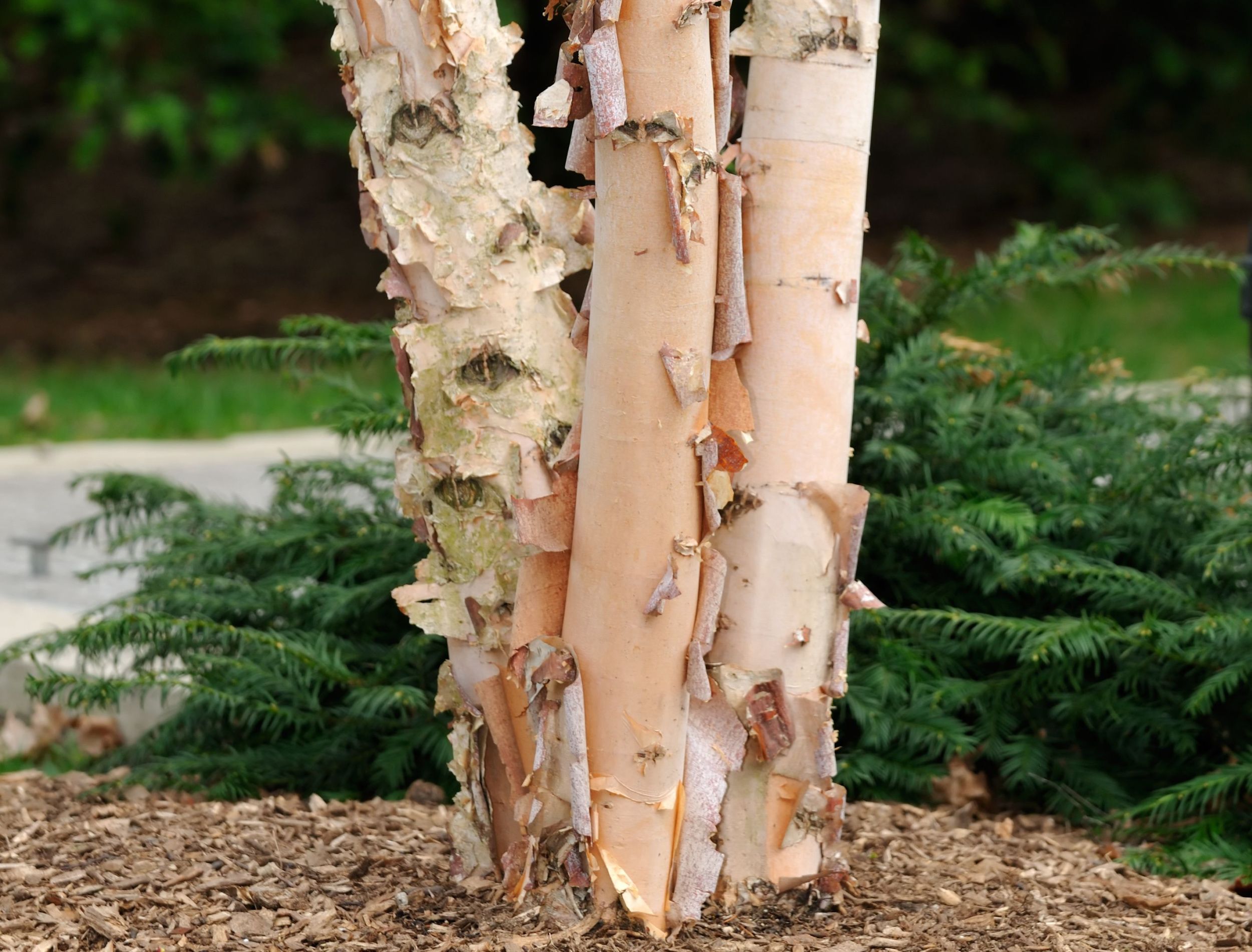 River Birch Tree Pruning Guide