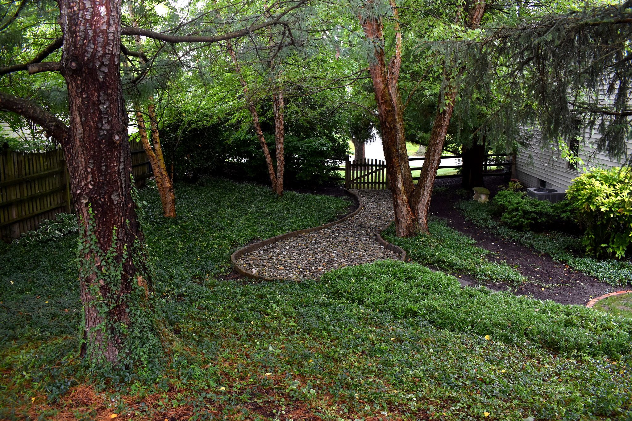 River Birch Tree Grow and Care Guide