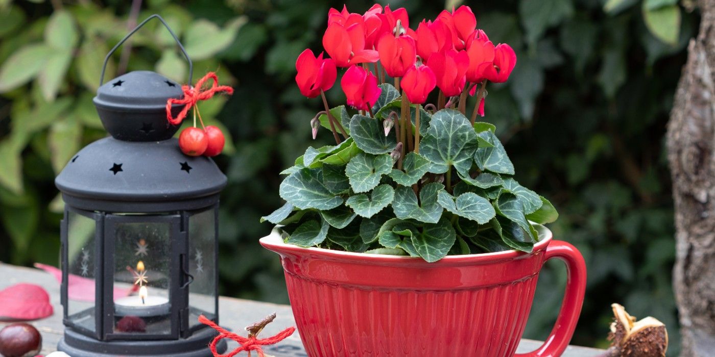 red cyclamen plant in red pot with crab apples and lantern