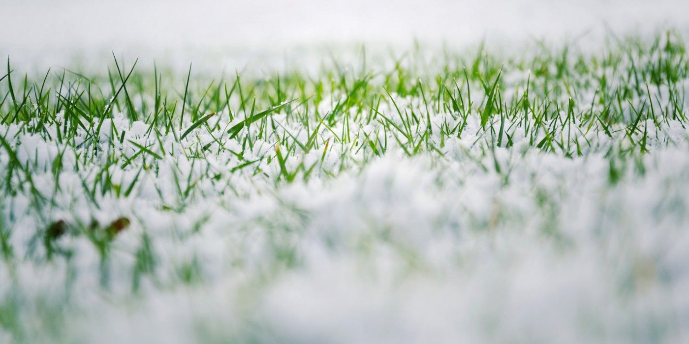 grass growing through the snow in winter