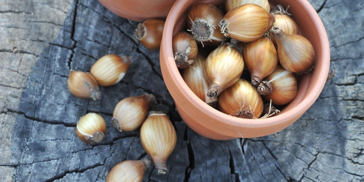 Top 6 Indoor Bulbs for Your Container Garden