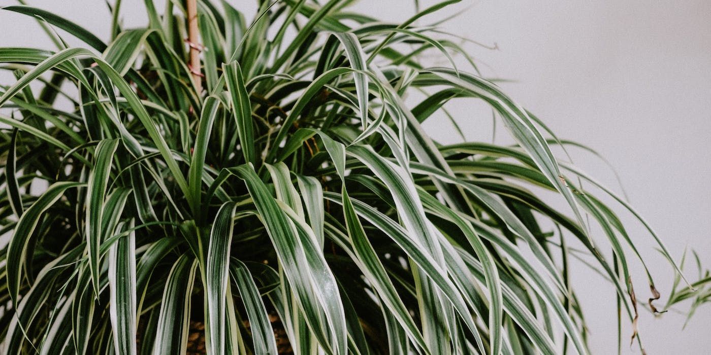 The Top Seven Plants to Banish Household Odors Naturally