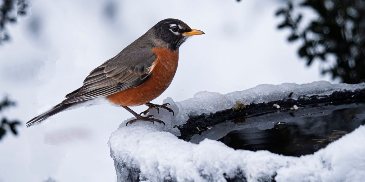 Learn How To Help Birds In Winter With These Tips