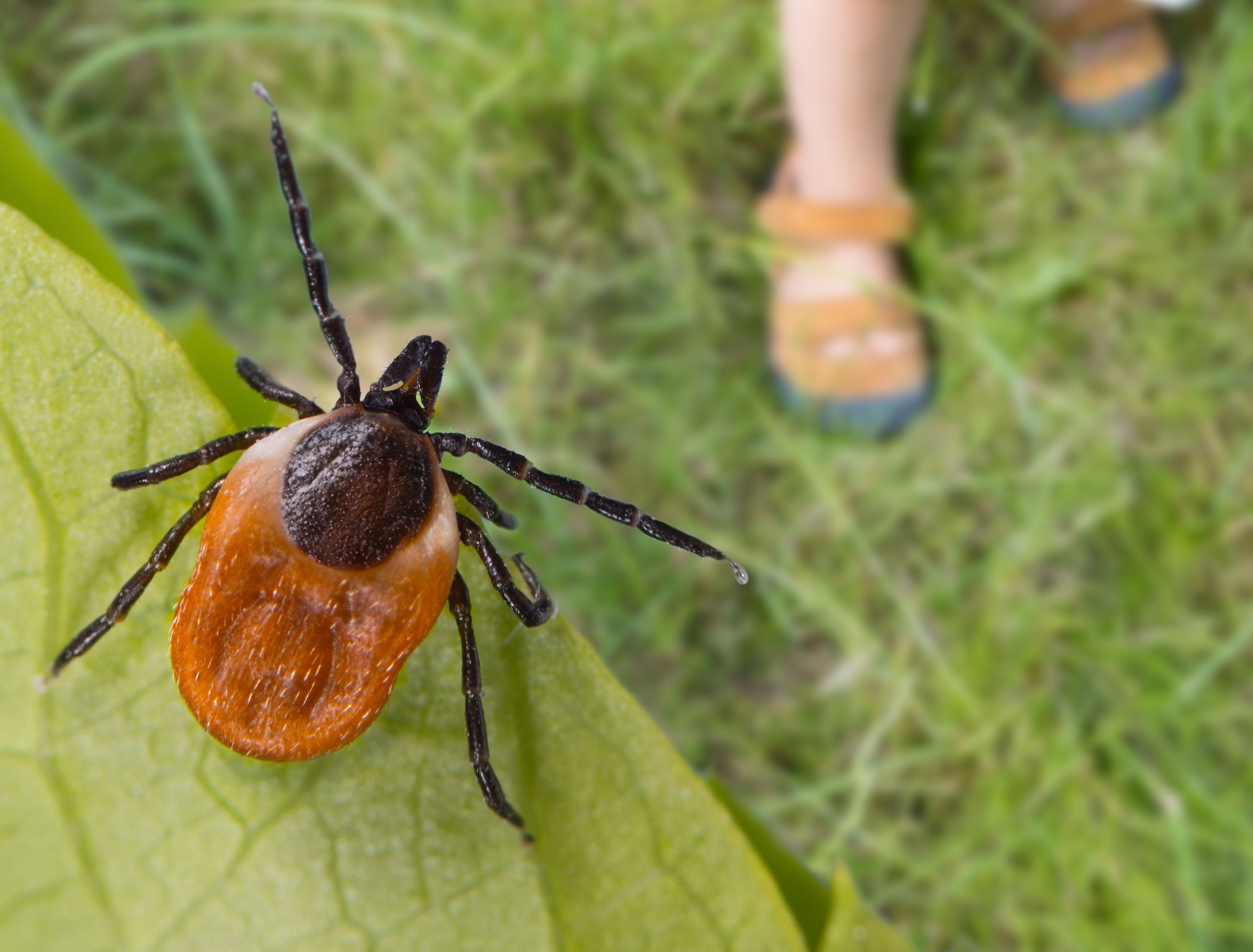 Lawn Care Mistake That Attracts Ticks and Other Pests to Your Yard