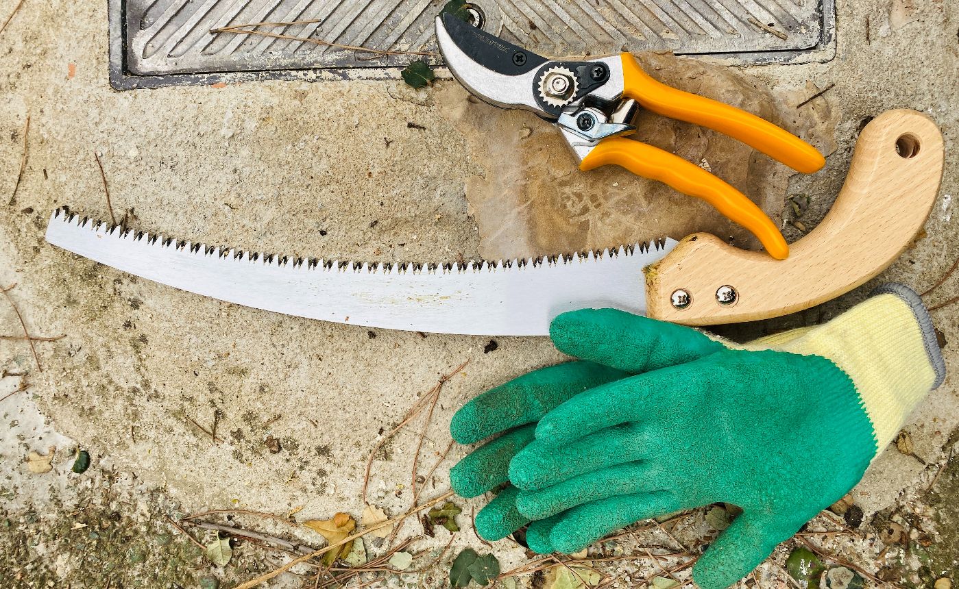 River Birch Tree Pruning Guide