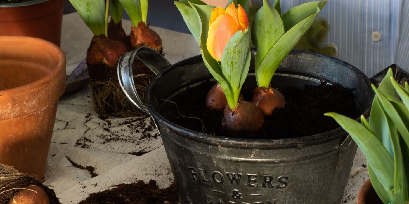 Top 6 Indoor Bulbs for Your Container Garden