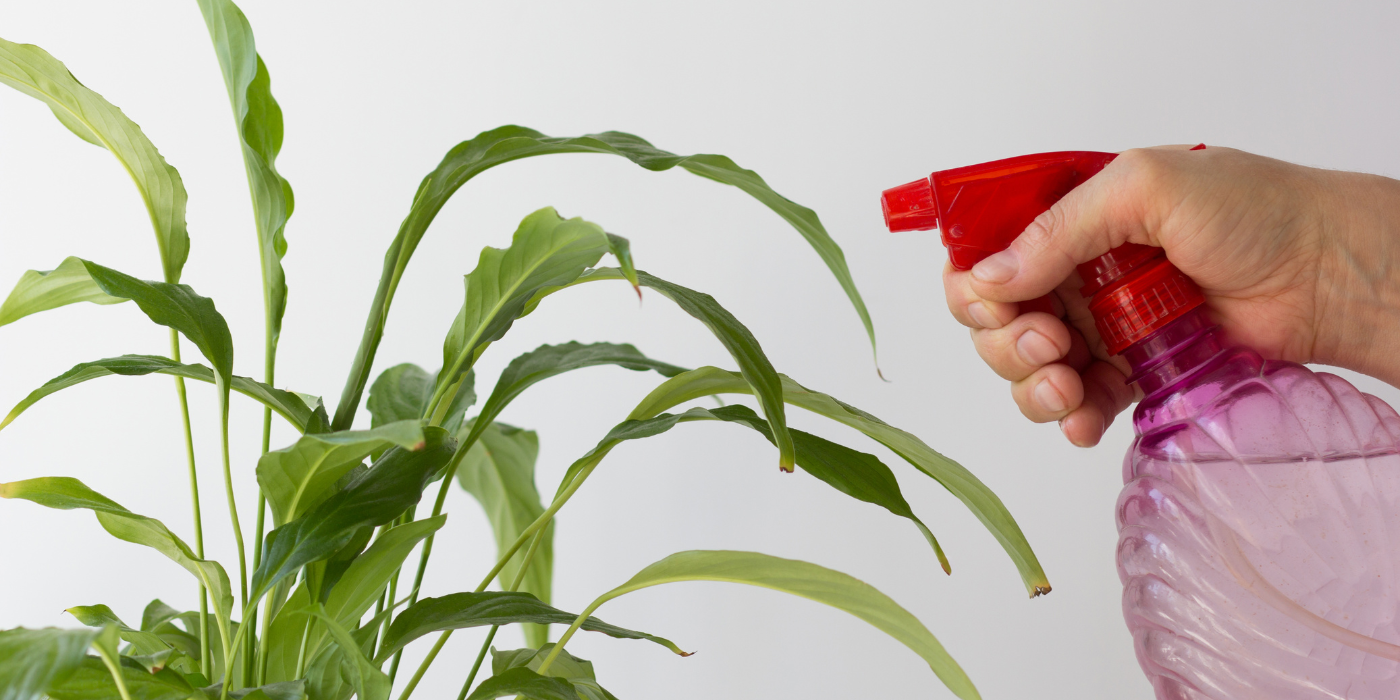 Using a spray bottle to mist a peace lily 