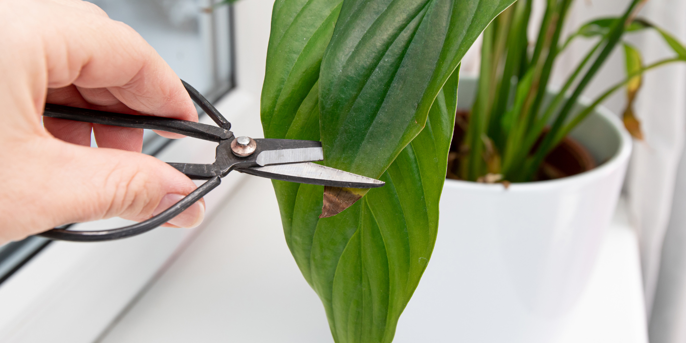 Hand clipping of a brown tip on peace lily foliage