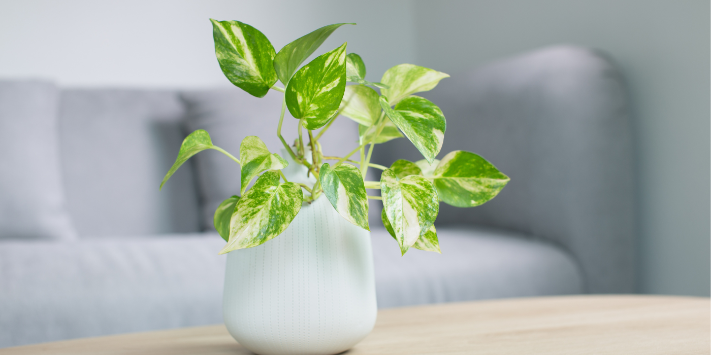 Pothos fertilizer deals