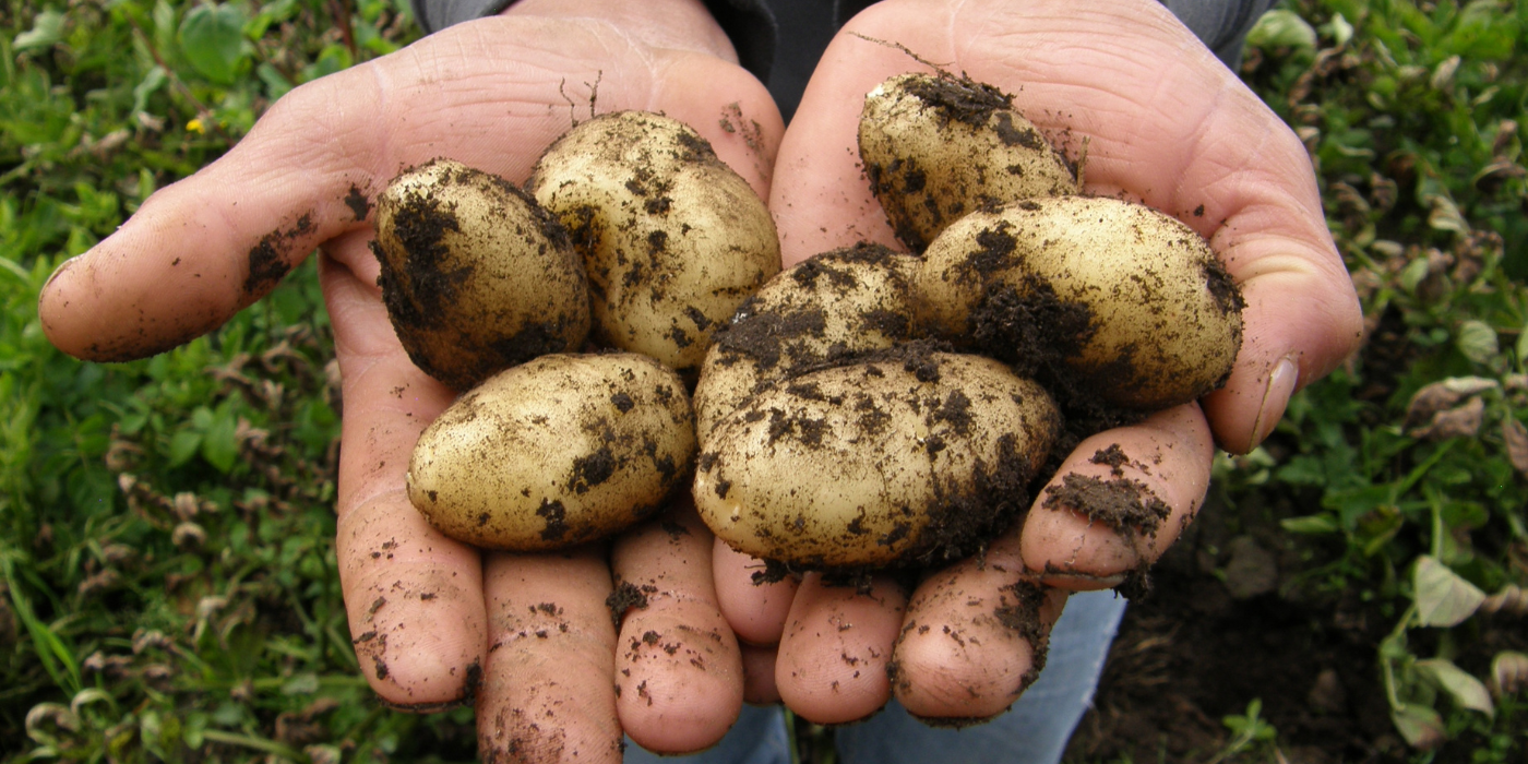 Learn How To Plant Potatoes in Grow Bags - UntitleD Design 13 4