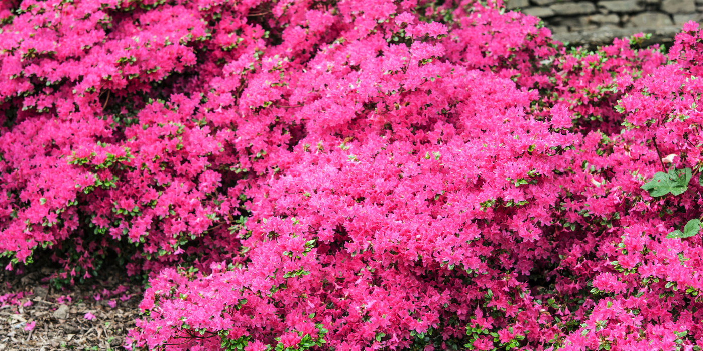 PetFriendly Gardens 5 Toxic Garden Plants to Replace Now