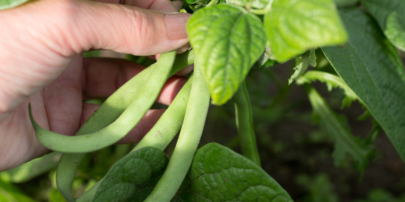 An image of a person picking green beans
