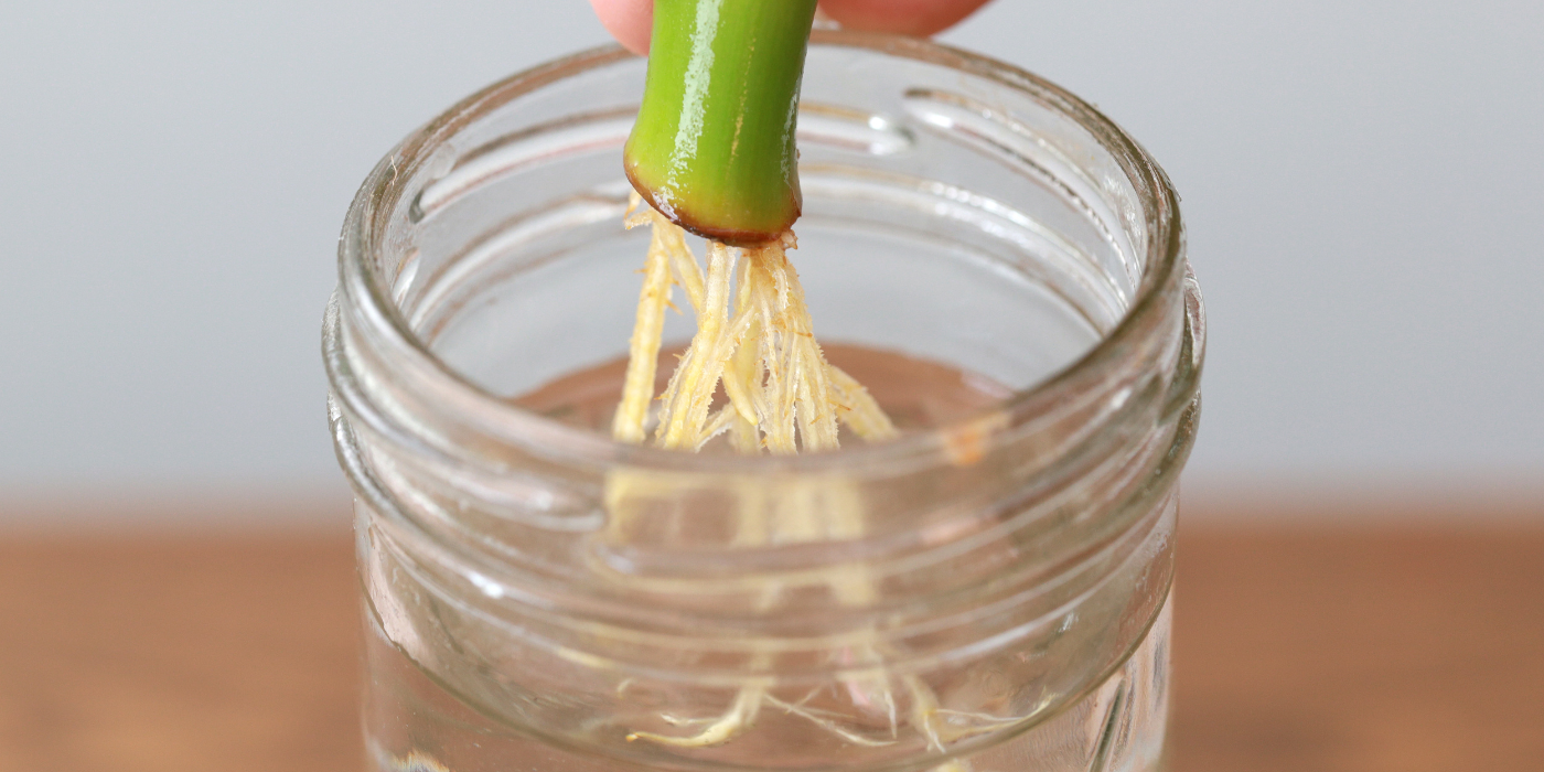 Boston Fern Propagation Using 3 Methods