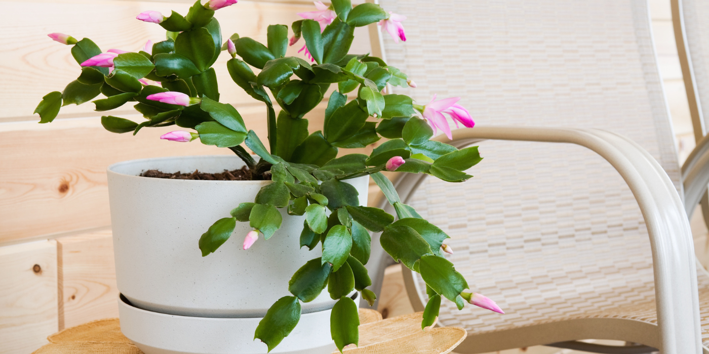 Young Christmas cactus starting to flower