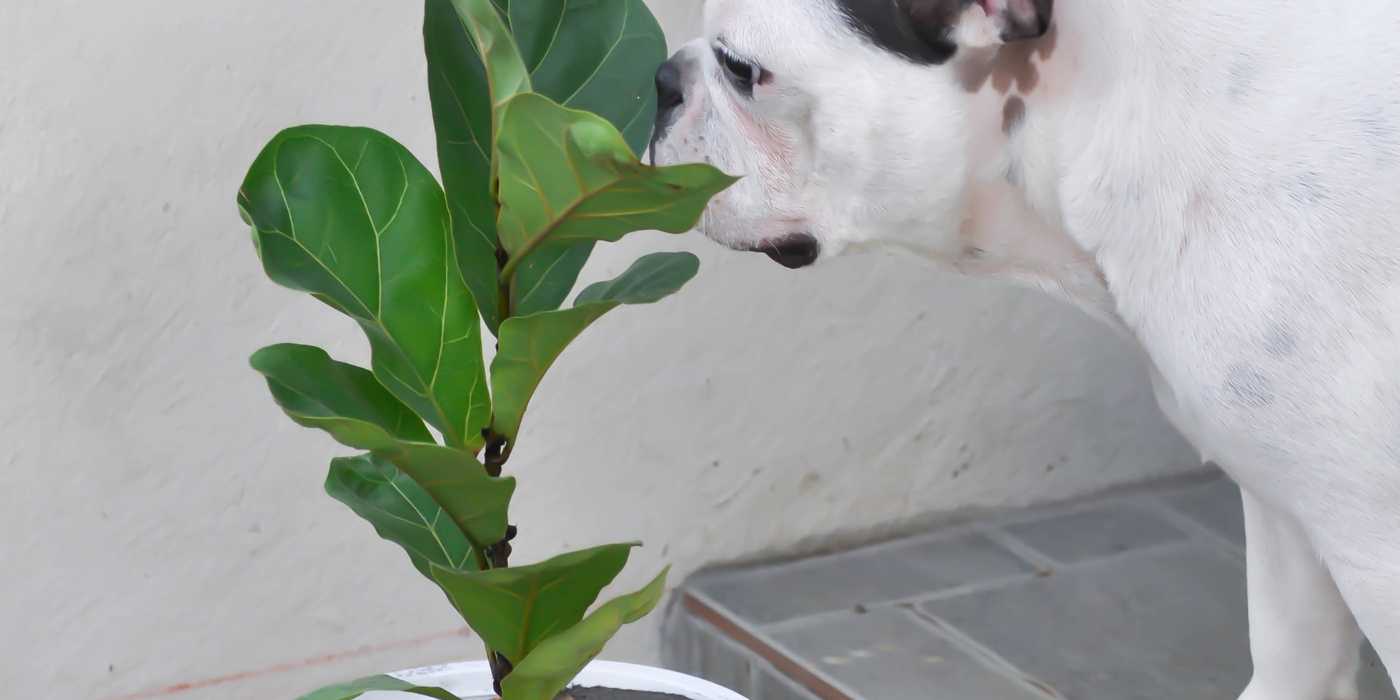 Discover the Correct Fertilizer for Fiddle Leaf Figs