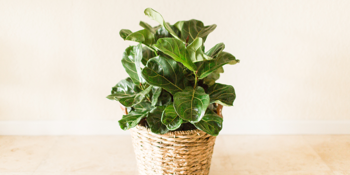 Discover the Correct Fertilizer for Fiddle Leaf Figs
