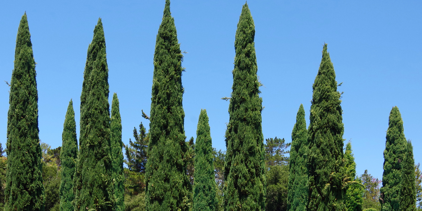 How To Grow The Italian Cypress